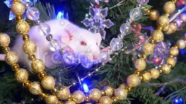 白鼠，圣诞动物，放在<strong>圣诞树</strong>上，放在<strong>金色</strong>坐在<strong>圣诞树</strong>上
